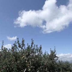 湯田中温泉・山ノ内町の秋の景色