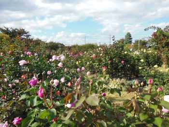 一本木公園に咲くバラの花